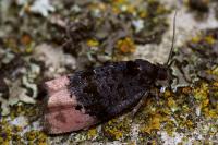 Metendothenia atropunctana