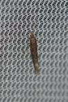 Plutella xylostella