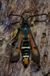 Pyropteron chrysidiforme