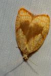 Acleris forsskaleana