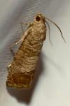 Cydia pomonella