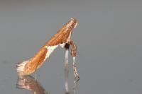 Caloptilia stigmatella