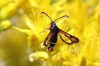 Pyropteron chrysidiforme