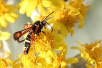 Pyropteron chrysidiforme