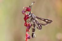 Pyropteron meriaeforme