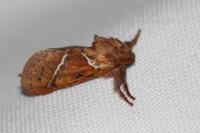 Triodia sylvina