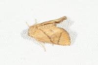 Apoda limacodes