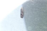 Selania leplastriana