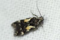 Teleiodes luculella