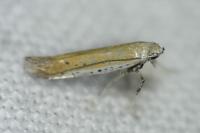 Aspilapteryx tringipennella
