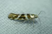 Argyresthia goedartella