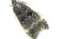 Dichomeris alacella