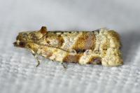 Argyrotaenia ljungiana