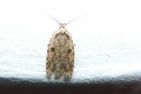 Agonopterix arenella