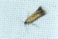 Coptotriche marginea