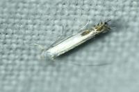 Lyonetia clerkella