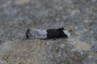 Trichophaga bipartitella