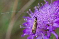 Nemophora metallica