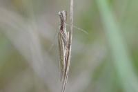 Pleurota aristella