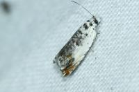 Ancylis laetana