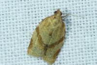 Clepsis consimilana
