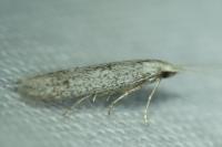Coleophora hemerobiella