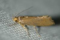 Crassa unitella