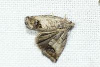 Cydia splendana