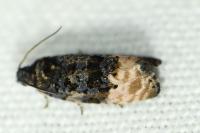 Metendothenia atropunctana