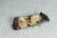 Cochylichroa atricapitana