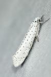 Yponomeuta evonymella