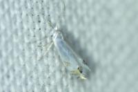 Leucoptera