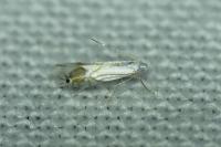 Phyllocnistis