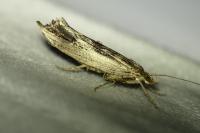 Ypsolopha scabrella