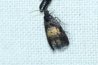 Endothenia nigricostana