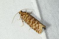 Lozotaeniodes formosana