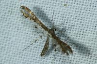 Capperia fusca