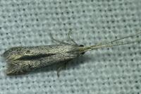 Coleophora hemerobiella