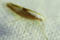 Argyresthia albistria