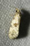 Neocochylis molliculana