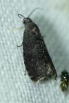 Grapholita funebrana