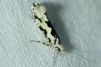 Ypsolopha sequella
