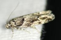 Recurvaria nanella
