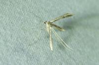 Adaina microdactyla