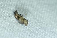Epermenia chaerophyllella
