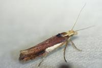 Ypsolopha parenthesella