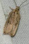Agonopterix nervosa