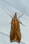 Dichomeris ustalella
