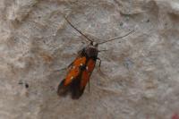 Chrysoclista linneella