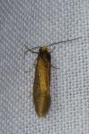 Incurvaria koerneriella